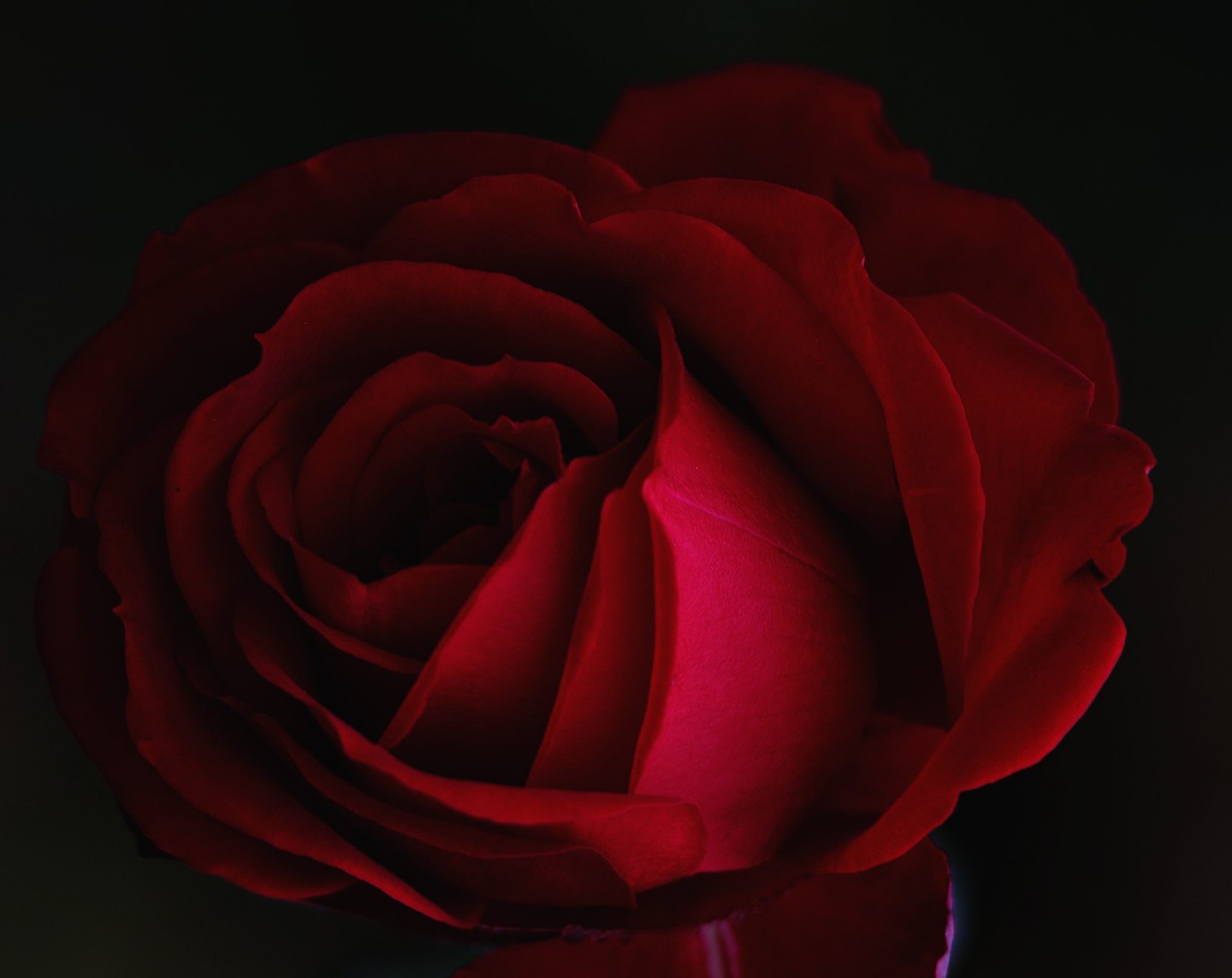 Canva - Red rose close up